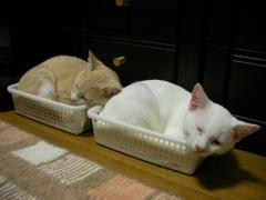 来て2ヶ月半