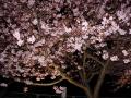 河津桜