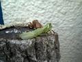 カマキリ