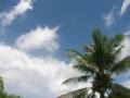 サイパン ヤシの木と空