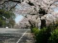 小田原 城山公園