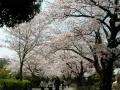 小田原　城山公園