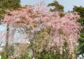 小田原 城山公園