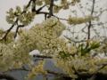 桃の花(白)