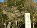 高尾山参道　狂い咲きの桜