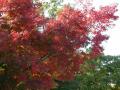 高尾山 山頂の紅葉